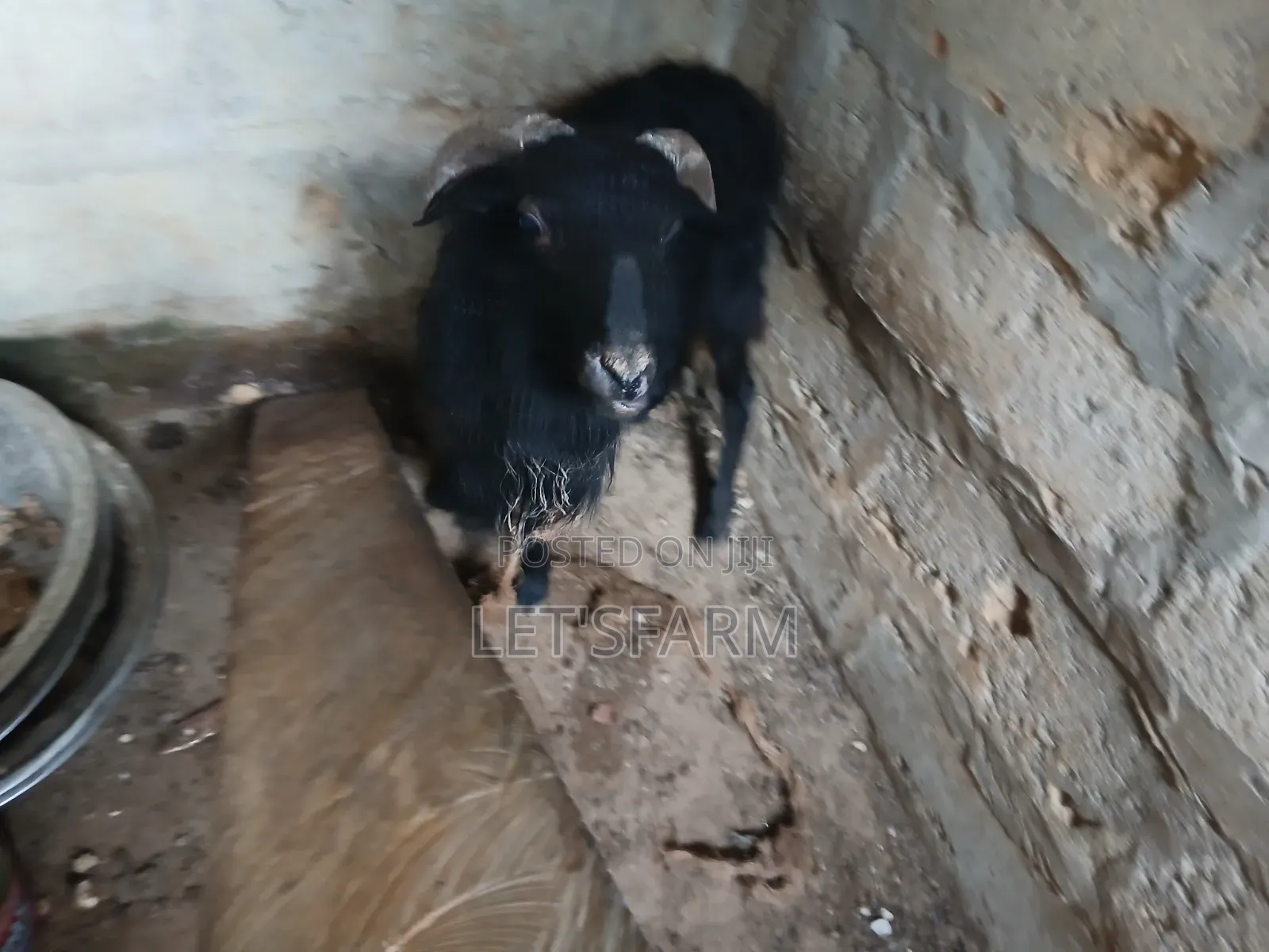 Pure Black Sheep