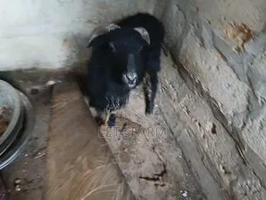 Pure Black Sheep