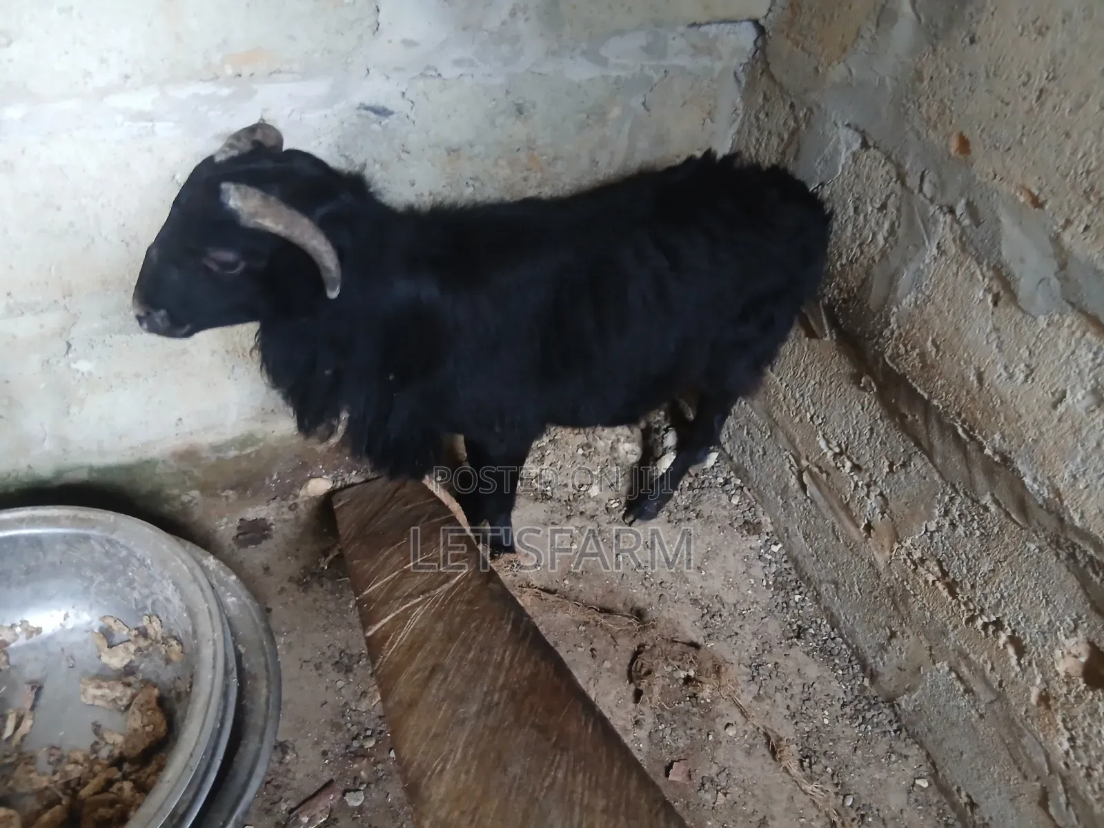 Pure Black Sheep