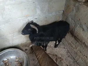 Pure Black Sheep