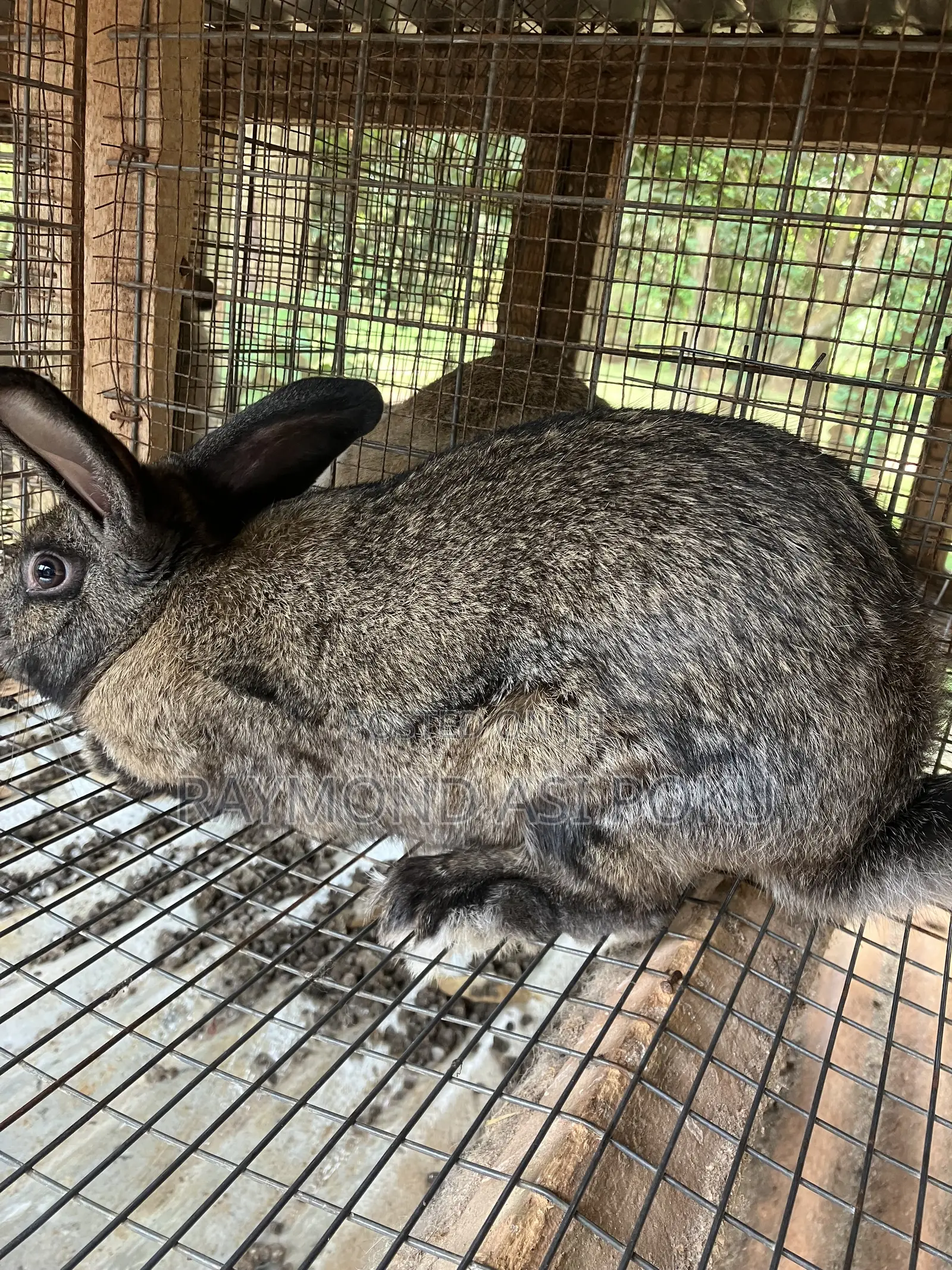 Chinchilla Hybrid Male