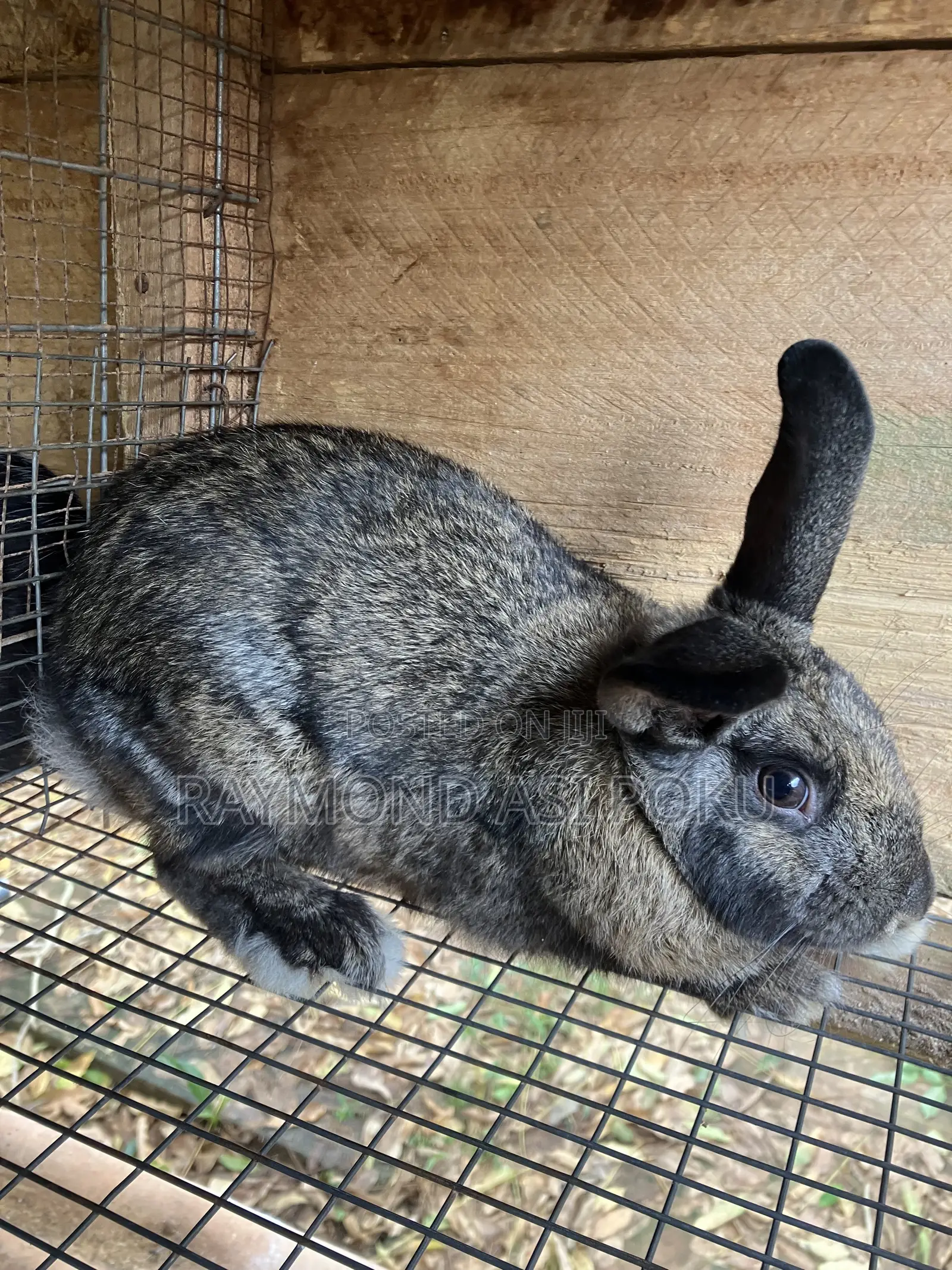 Chinchilla Hybrid Male