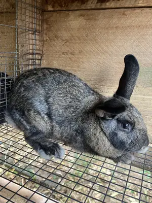 Chinchilla Hybrid Male