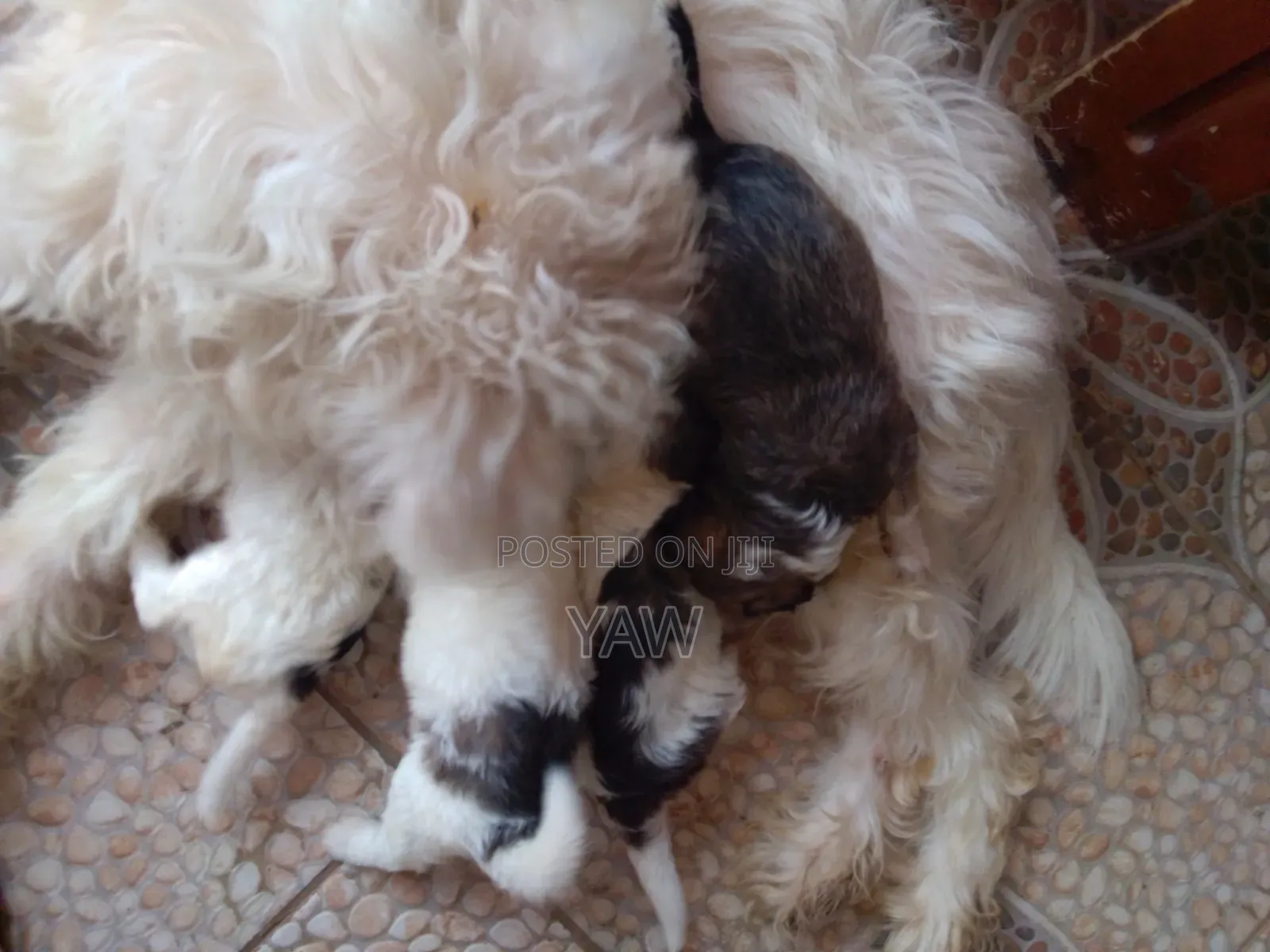 0-1 month Female Mixed Breed Poodle