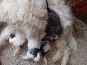 0-1 month Female Mixed Breed Poodle