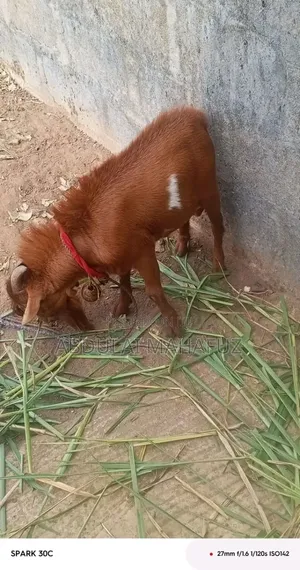 Goat Is for Sale