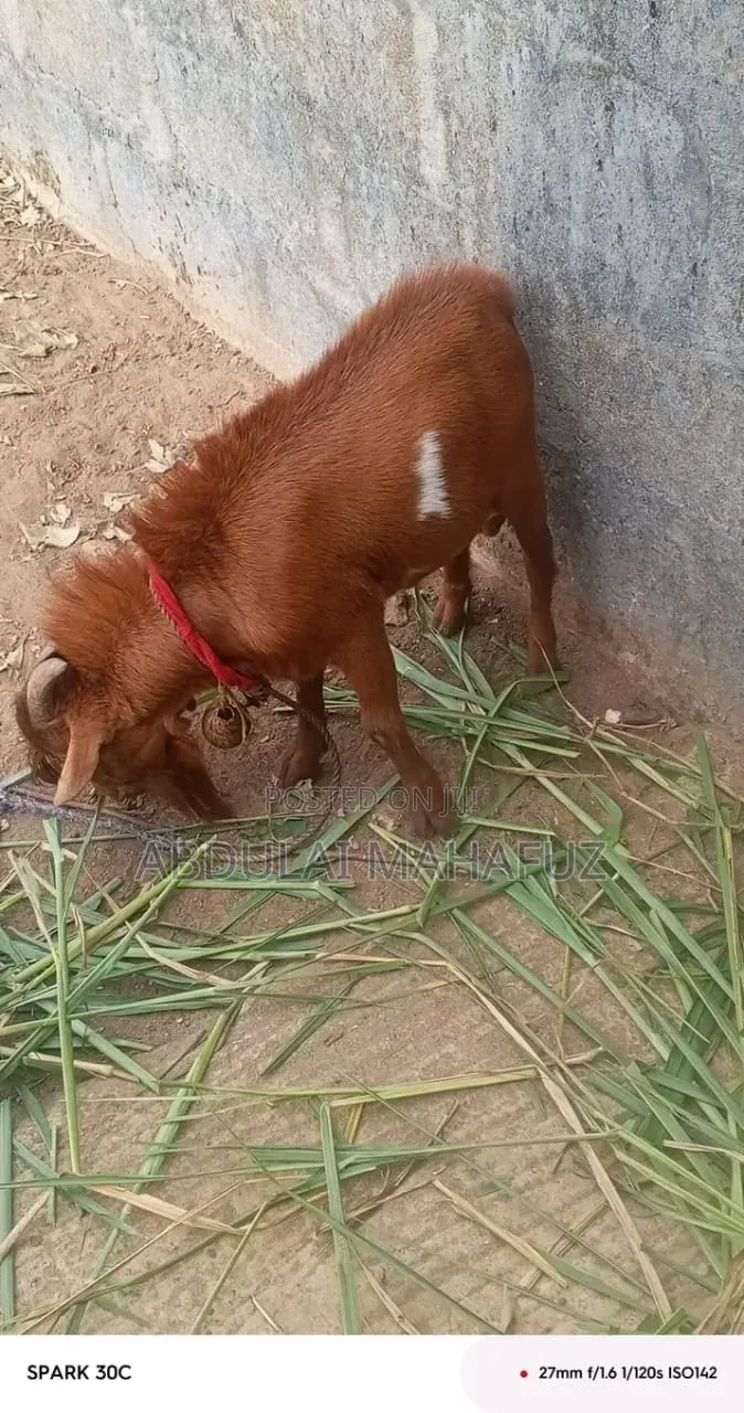 Goat Is for Sale