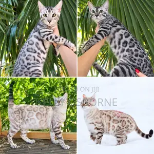 1-3 months Male Purebred Bengal