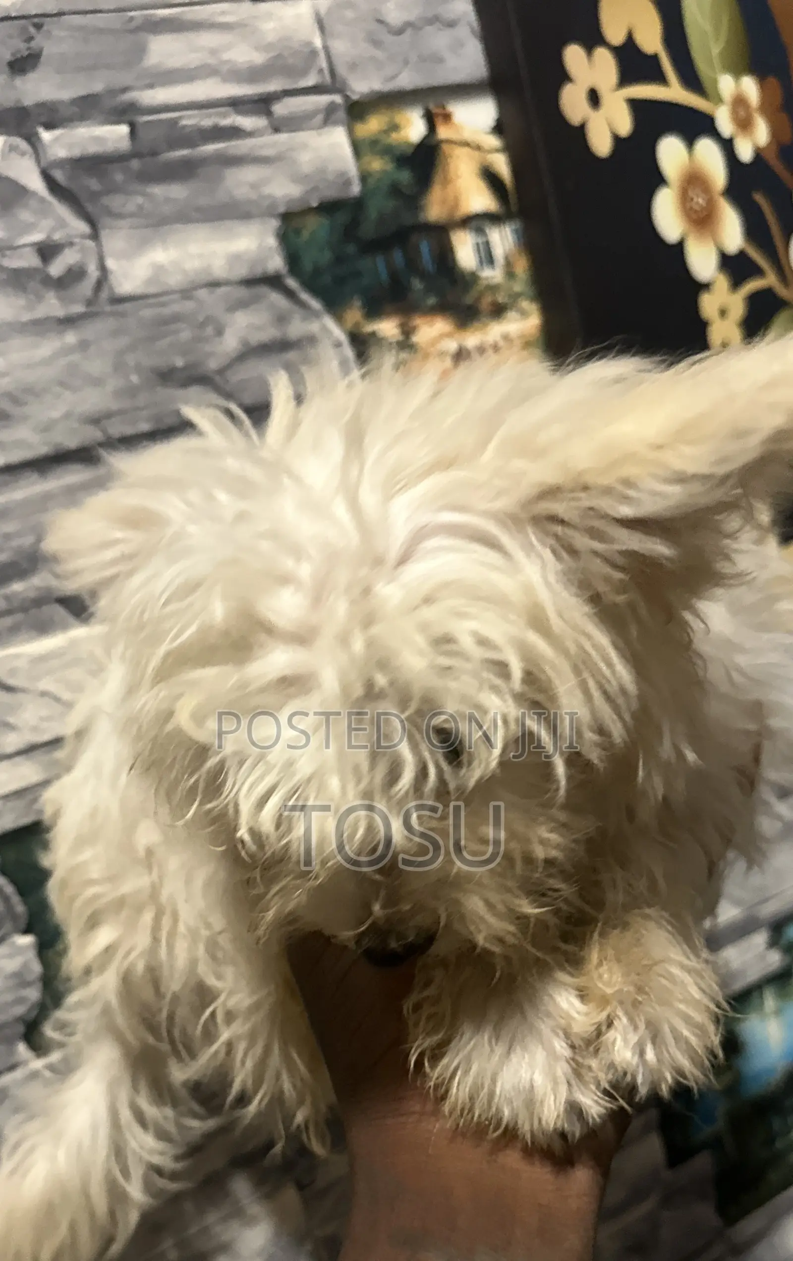 1-3 months Male Purebred Maltese