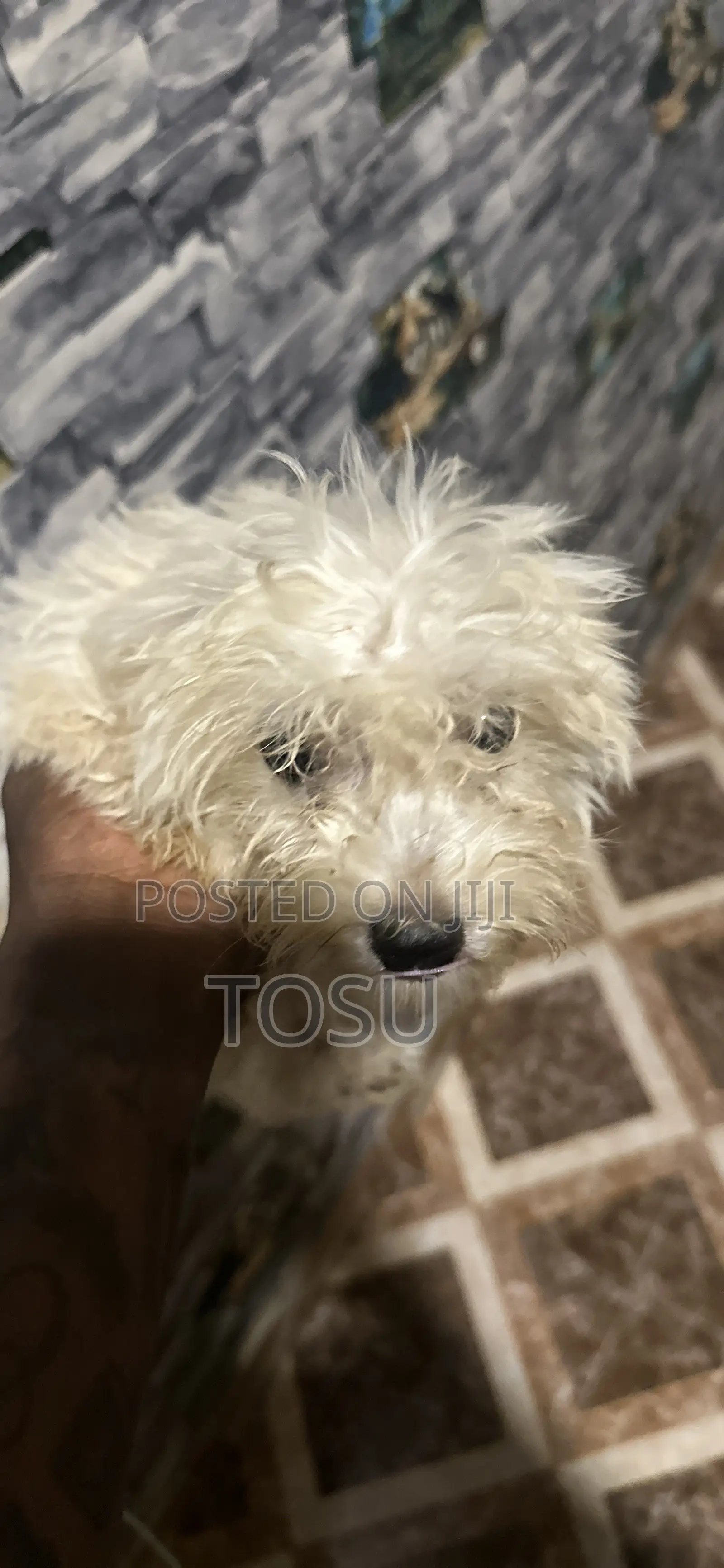 1-3 months Male Purebred Maltese