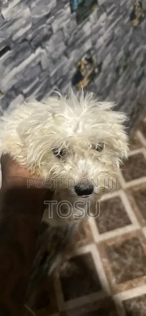 1-3 months Male Purebred Maltese