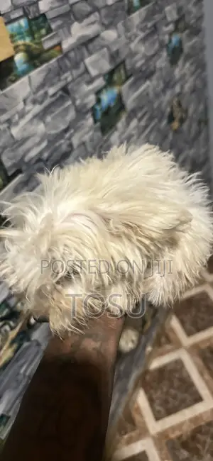 1-3 months Male Purebred Maltese