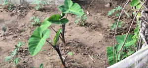 Good in Agricultural Business