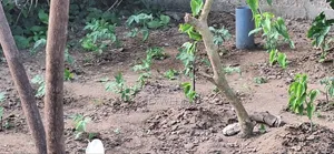 Good in Agricultural Business