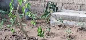 Good in Agricultural Business