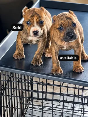 1-3 months Male Purebred American Pit Bull Terrier