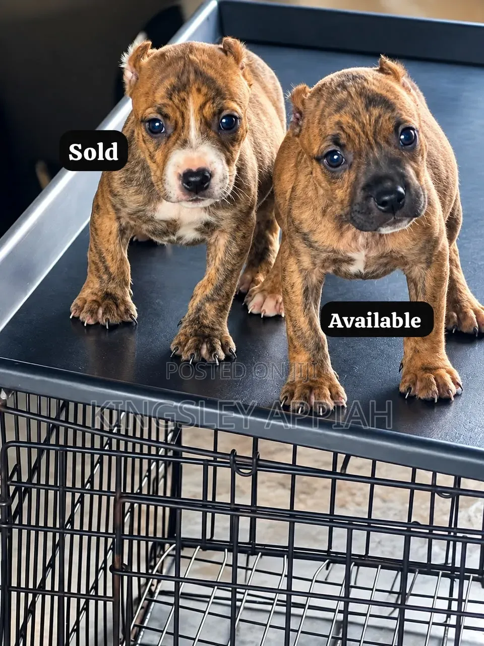 1-3 months Male Purebred American Pit Bull Terrier