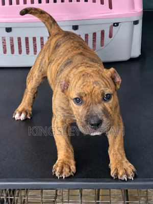 1-3 months Male Purebred American Pit Bull Terrier