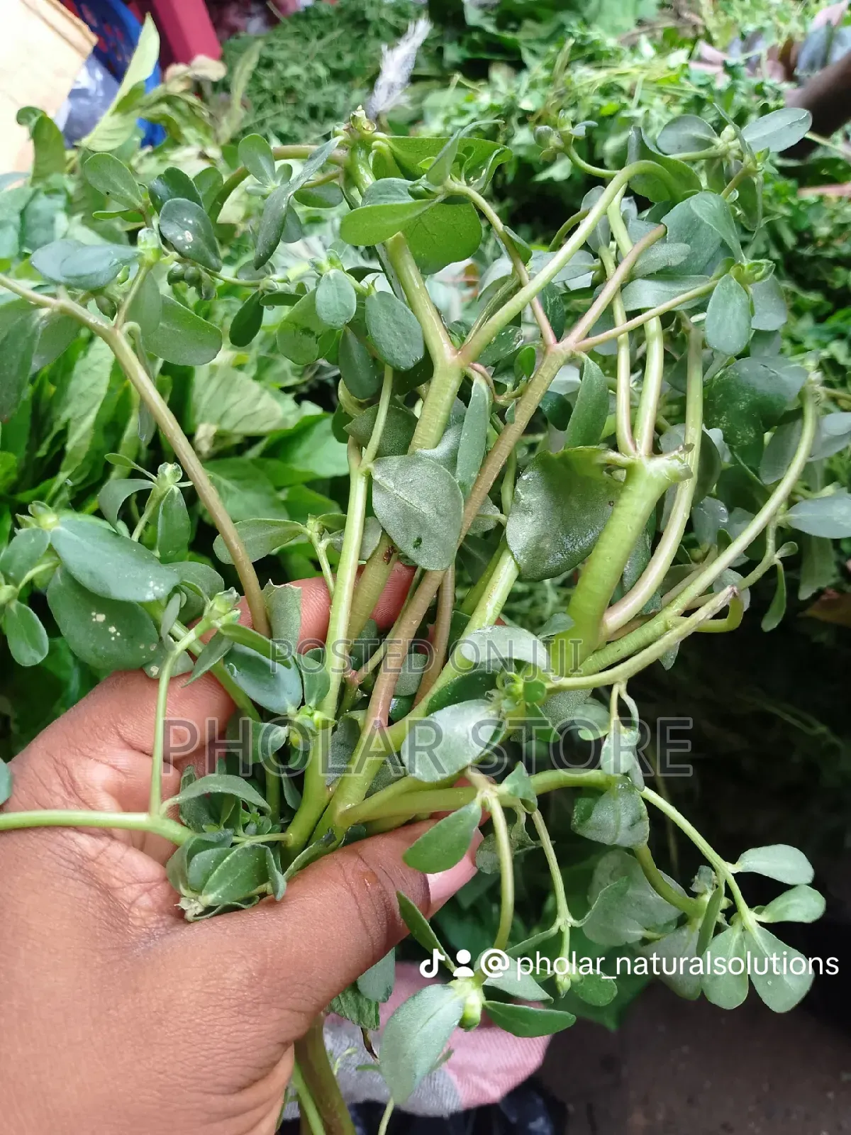 Fresh Herbs 40ghc Upward and Dried Plants 60ghc Upward
