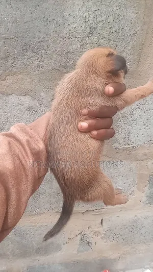 1-3 months Female Mixed Breed Dog