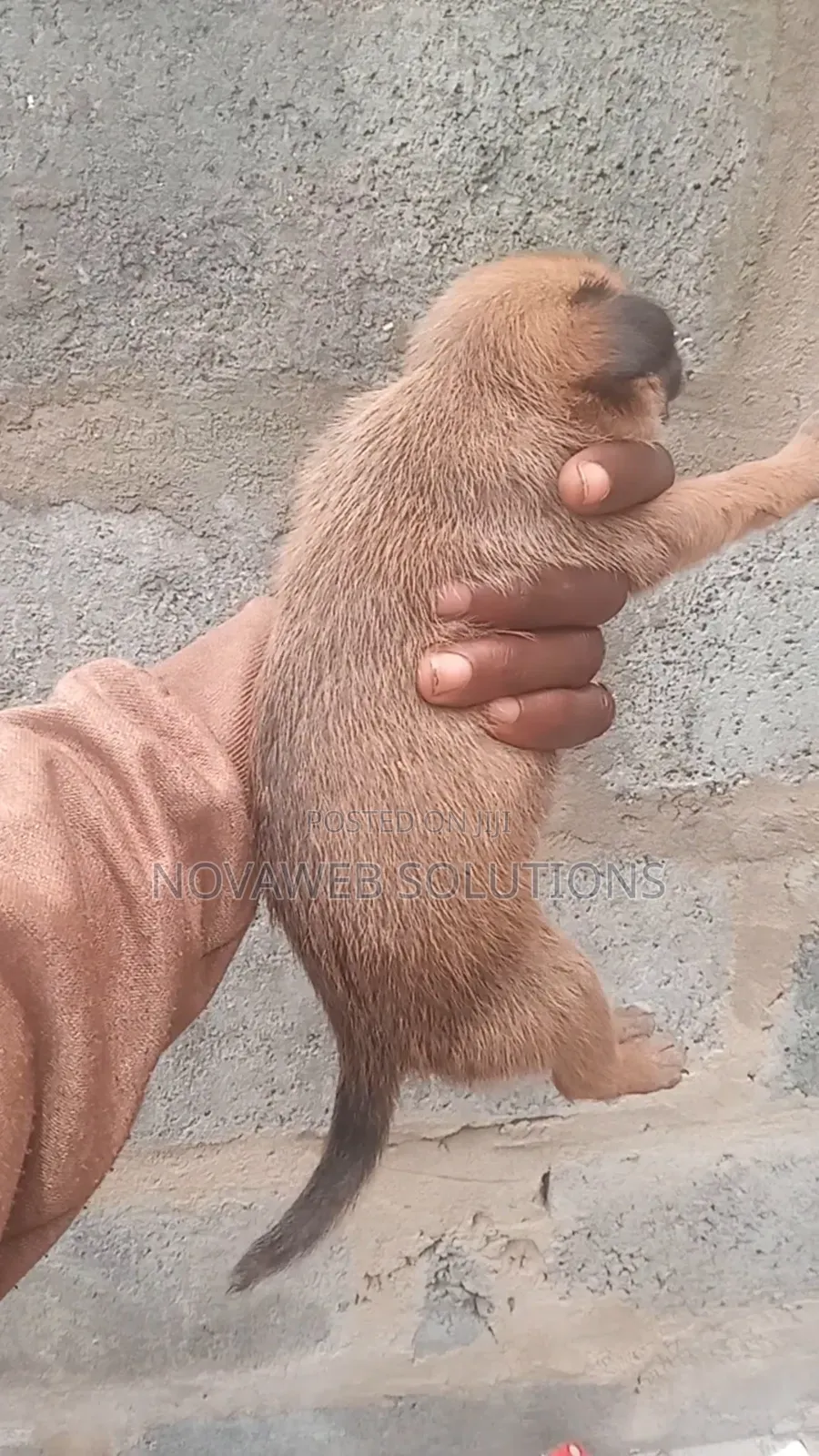 1-3 months Female Mixed Breed Dog