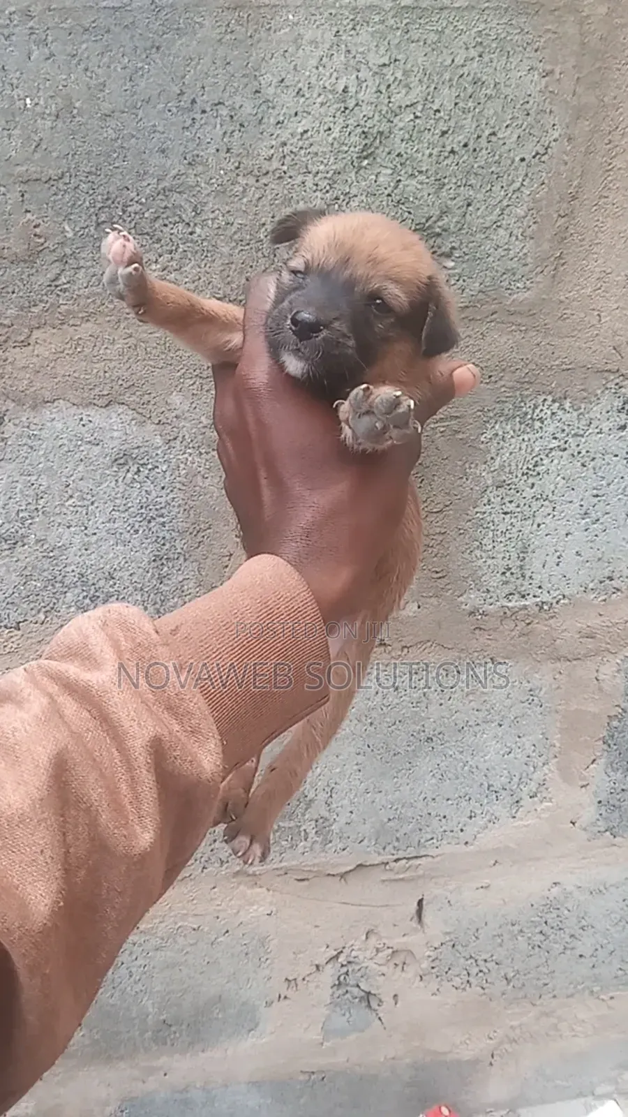 1-3 months Female Mixed Breed Dog