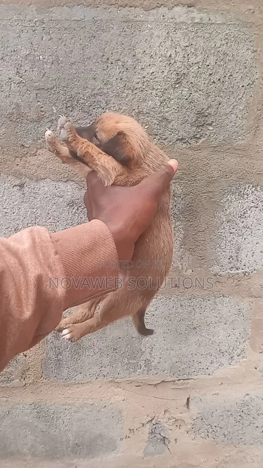 1-3 months Female Mixed Breed Dog