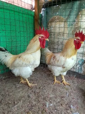I Sell Organic Chicken