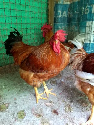 I Sell Organic Chicken