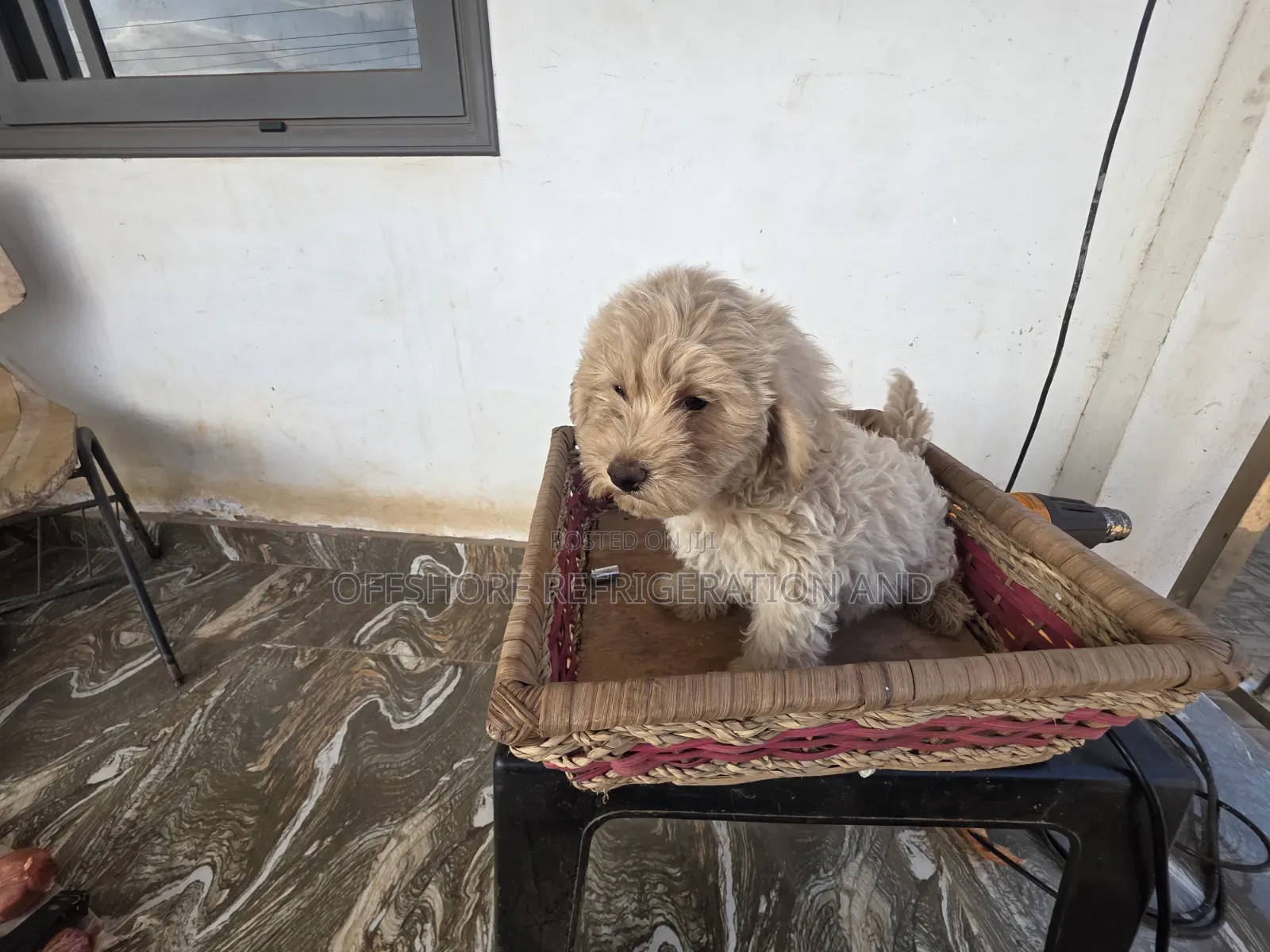 1-3 months Male Purebred Maltese