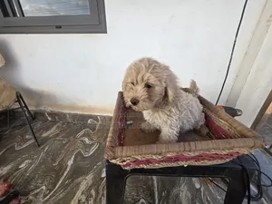 1-3 months Male Purebred Maltese