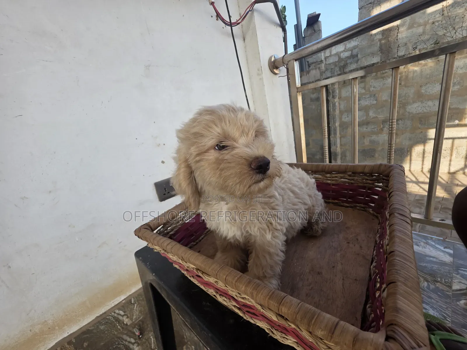 1-3 months Male Purebred Maltese