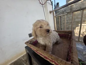 1-3 months Male Purebred Maltese