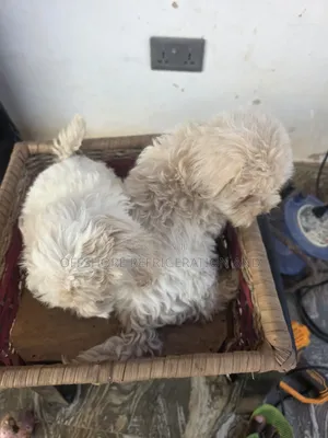 1-3 months Male Purebred Maltese