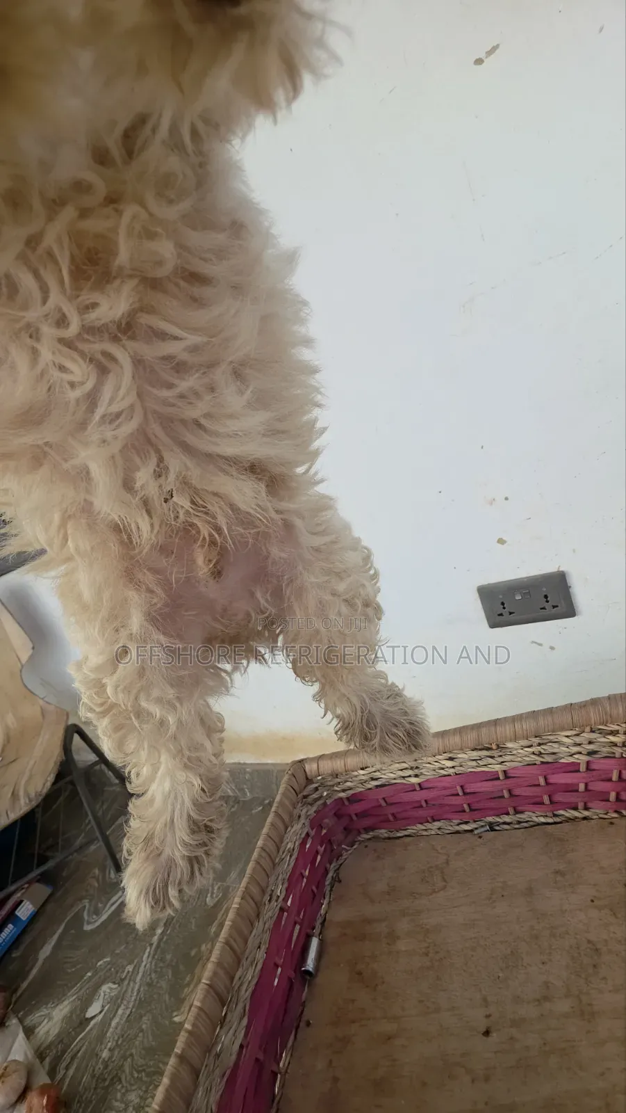 1-3 months Male Purebred Maltese