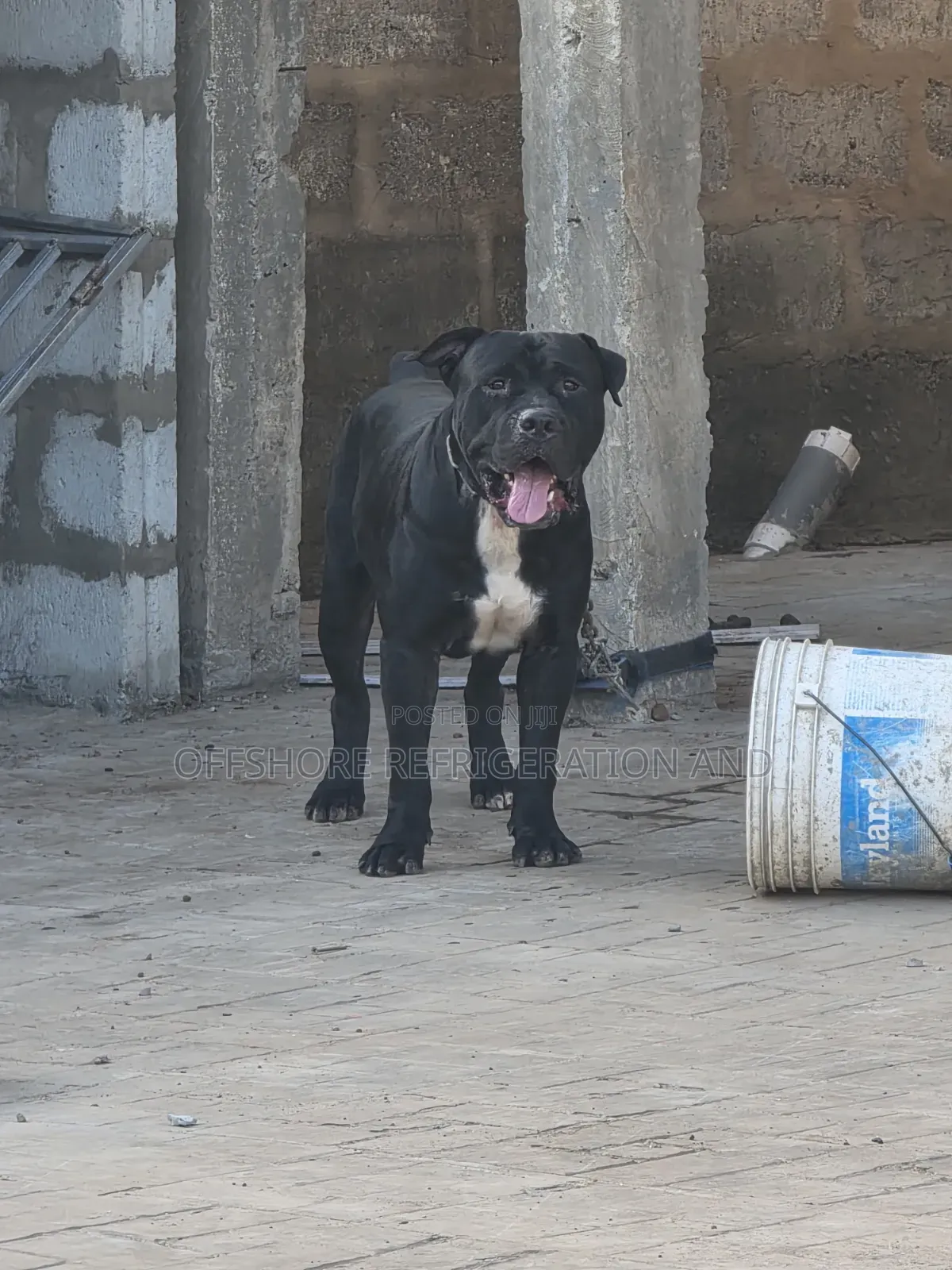 1+ year Male Mixed Breed American Pit Bull Terrier