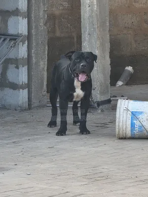 1+ year Male Mixed Breed American Pit Bull Terrier