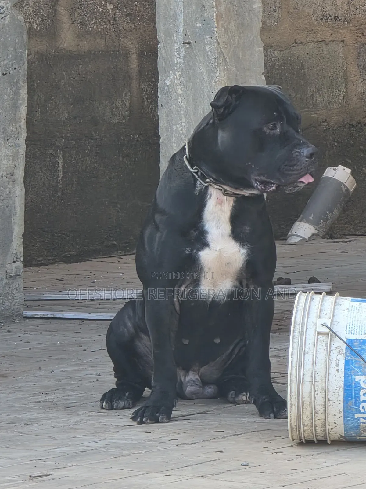 1+ year Male Mixed Breed American Pit Bull Terrier
