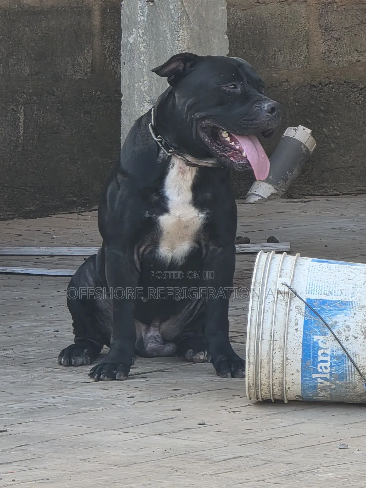 1+ year Male Mixed Breed American Pit Bull Terrier