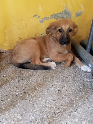 1-3 months Male Mixed Breed German Shepherd