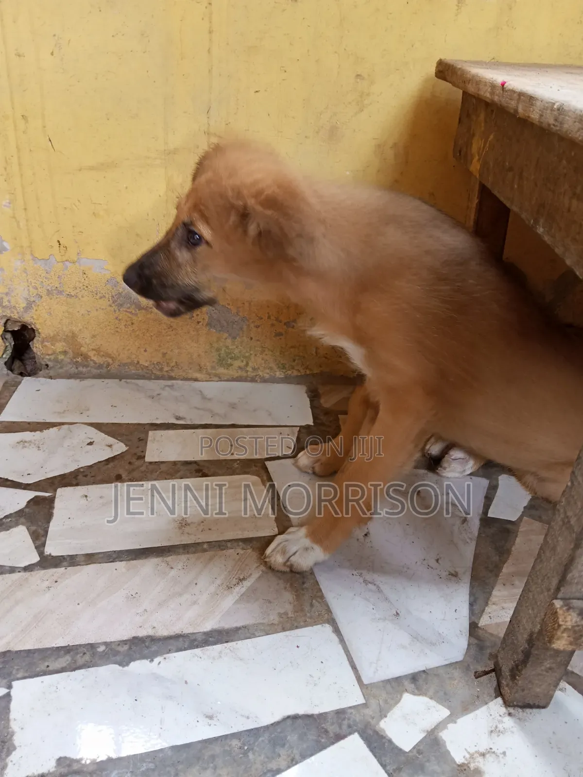 1-3 months Male Mixed Breed German Shepherd