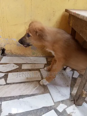 1-3 months Male Mixed Breed German Shepherd