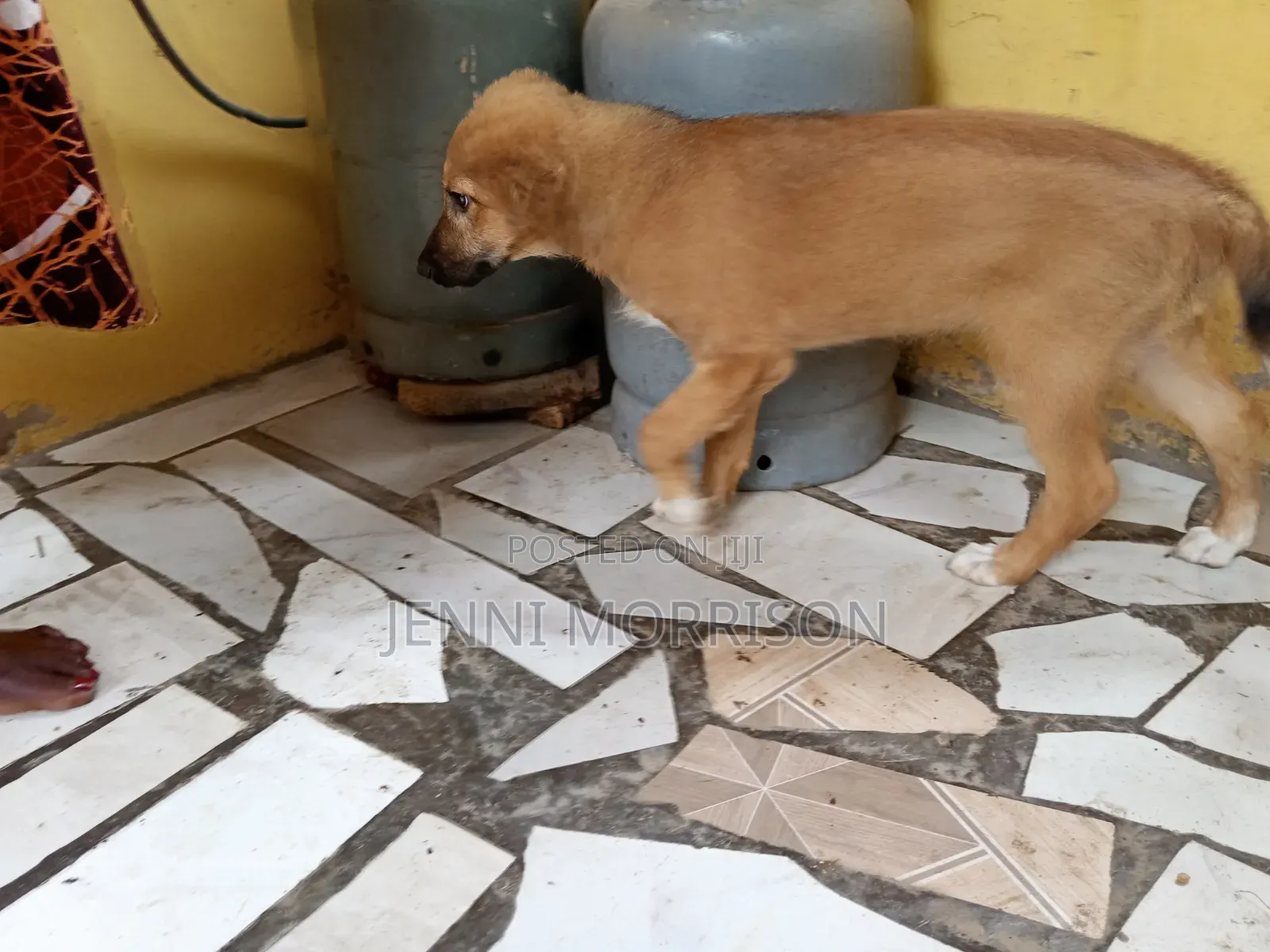 1-3 months Male Mixed Breed German Shepherd