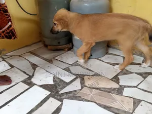1-3 months Male Mixed Breed German Shepherd