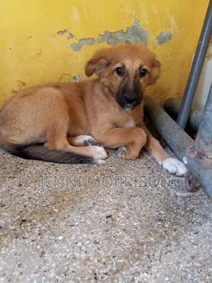 1-3 months Male Mixed Breed German Shepherd