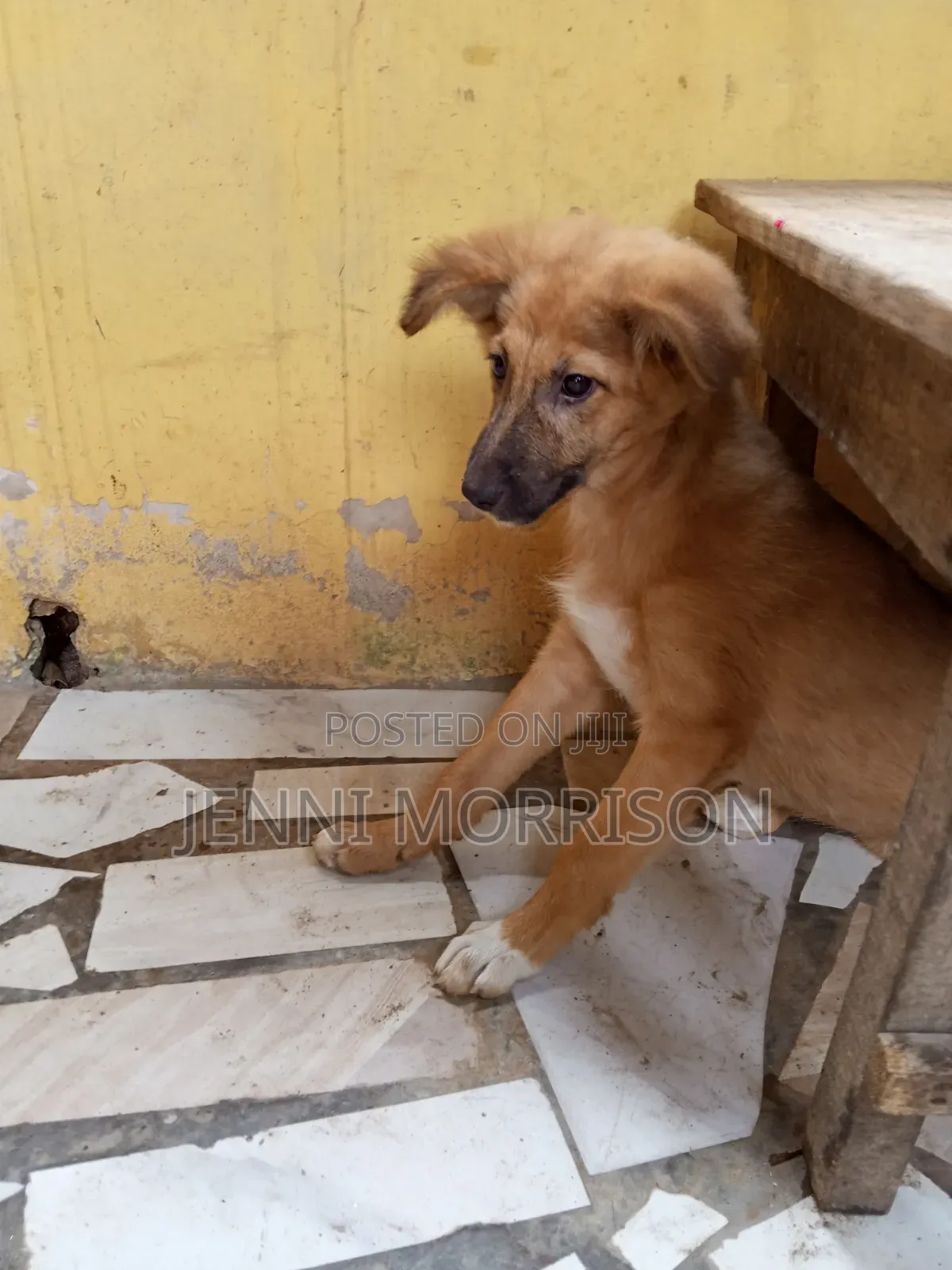 1-3 months Male Mixed Breed German Shepherd