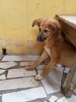 1-3 months Male Mixed Breed German Shepherd
