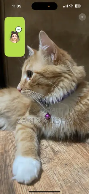 Cat Crossing /Breeding