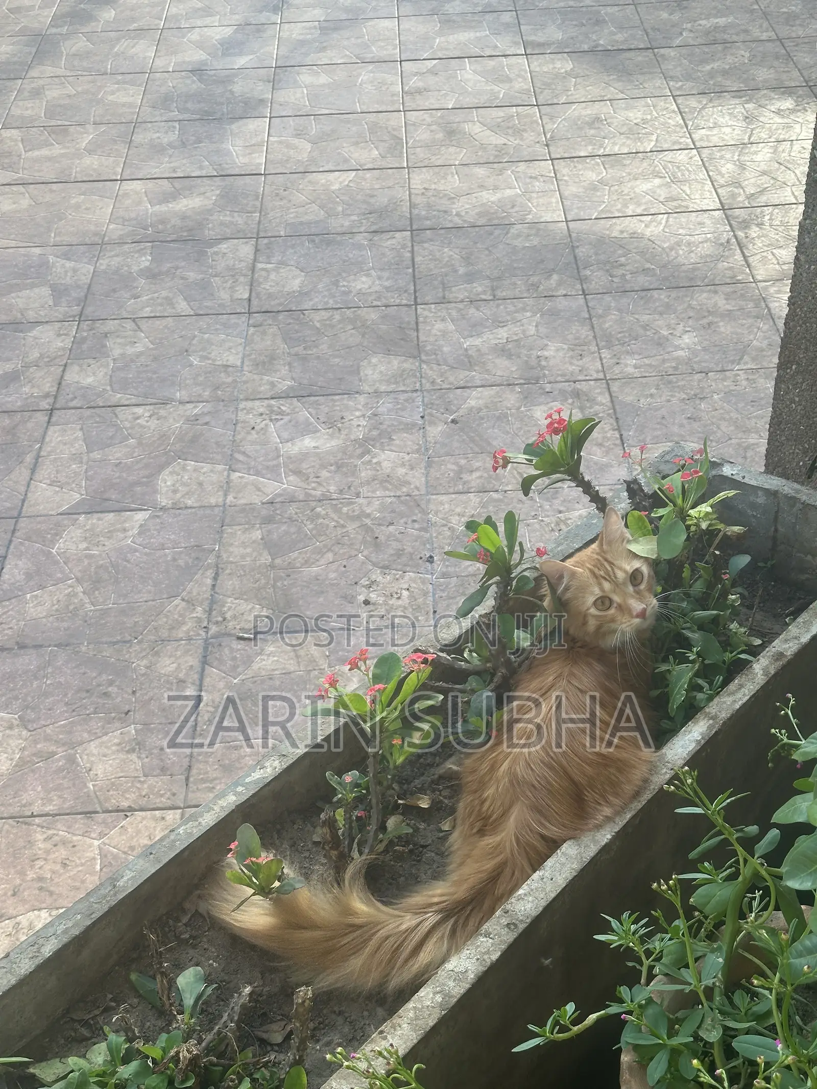 Cat Crossing /Breeding