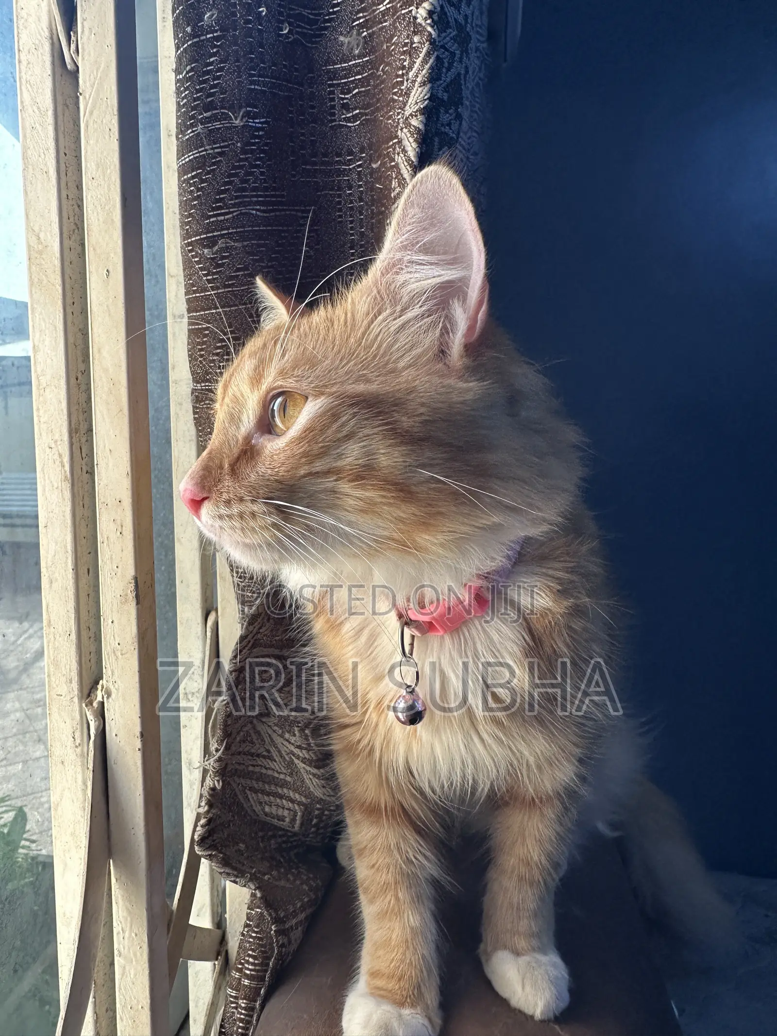 Cat Crossing /Breeding